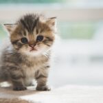 Jenis Kucing Menggemaskan untuk Peliharaan anak kucing