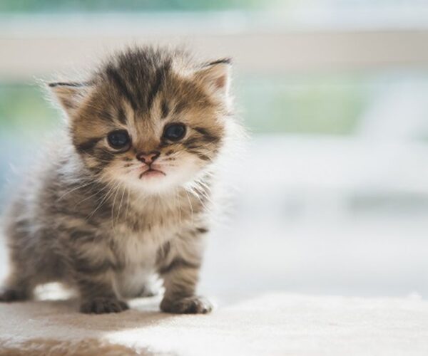 Jenis Kucing Menggemaskan untuk Peliharaan