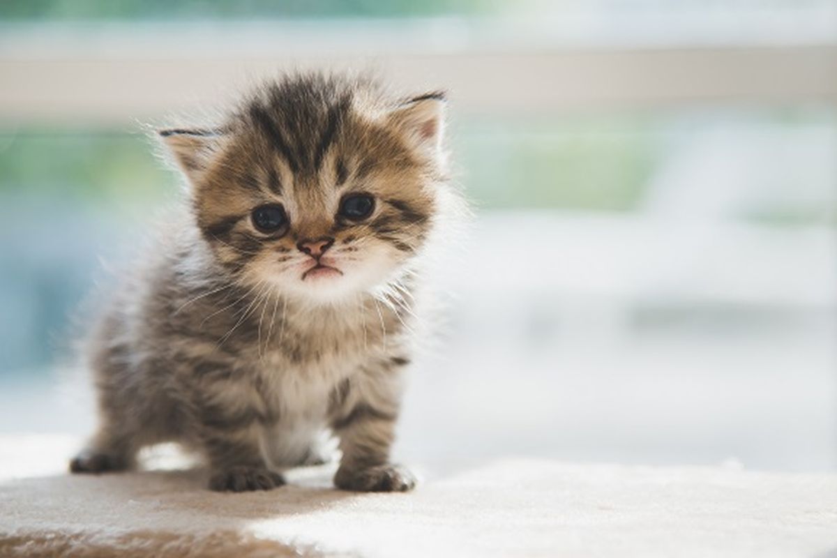 Jenis Kucing Menggemaskan untuk Peliharaan
