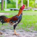 Si Jenius Kampung: Mengapa Ayam Lokal Lebih Cerdas (dan Lezat) dari yang Kita Kira? ayam kampung