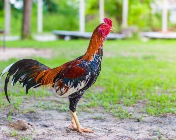 Si Jenius Kampung: Mengapa Ayam Lokal Lebih Cerdas (dan Lezat) dari yang Kita Kira?