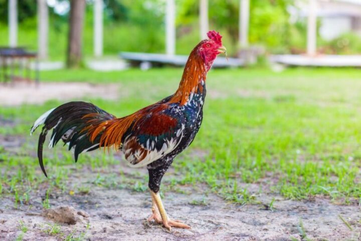 Si Jenius Kampung: Mengapa Ayam Lokal Lebih Cerdas (dan Lezat) dari yang Kita Kira?